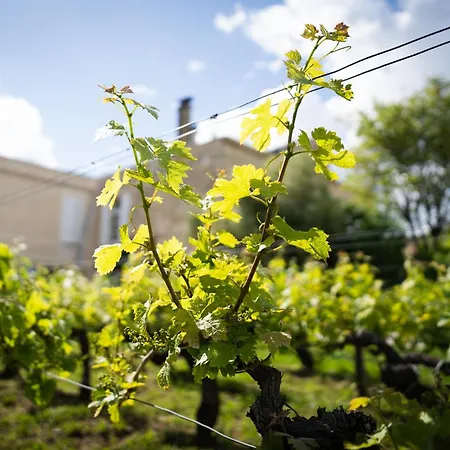 Chateau Papounan Saint-Estephe (Gironde)